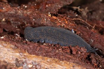 Media type: image;   Invertebrate Zoology 168055 Description: Digital photograph of specimen in life.;